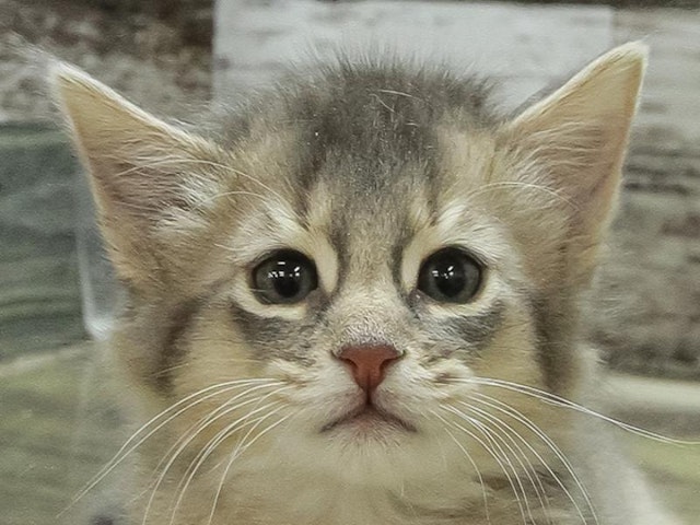 広島県のソマリ (ペッツワン広島LECT店/2024年1月20日生まれ/女の子/ブルー)の子猫